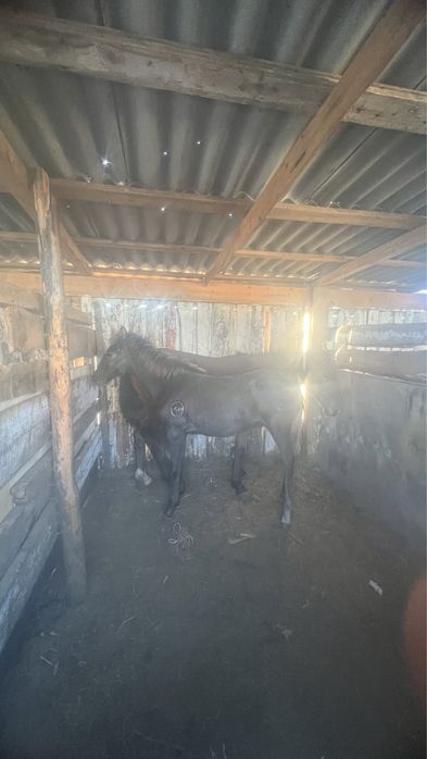 Продам тай  кобылки