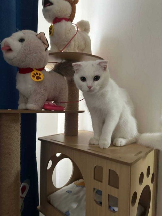 Скоттиш фолд сотилади. 6 ойлик киз бола.