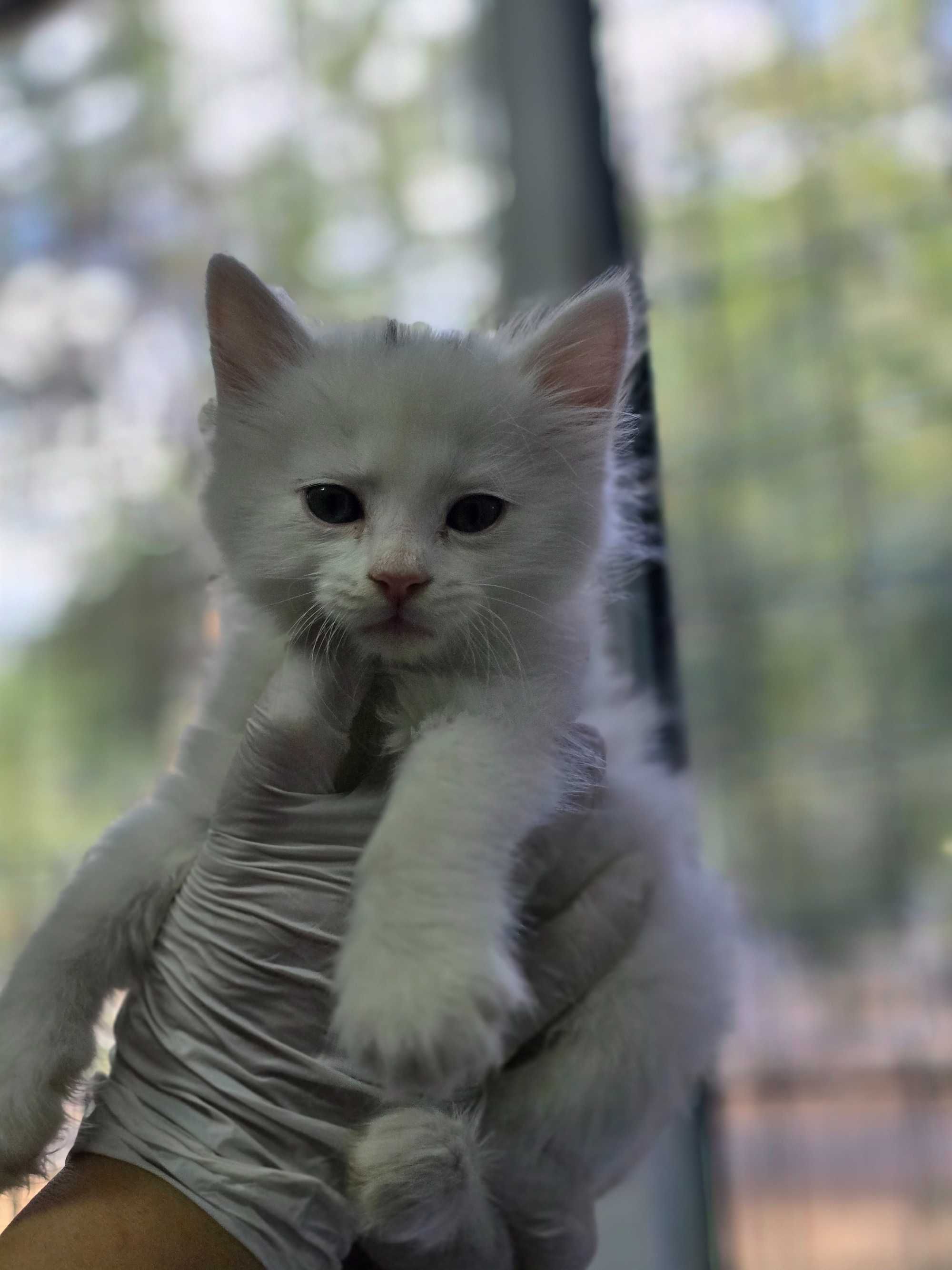 Котята, 1-3 месяца
