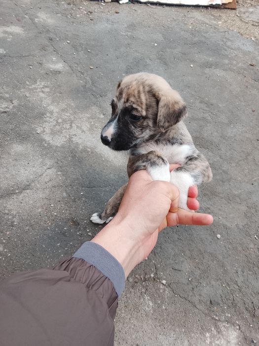 Donez câini foarte frumoși