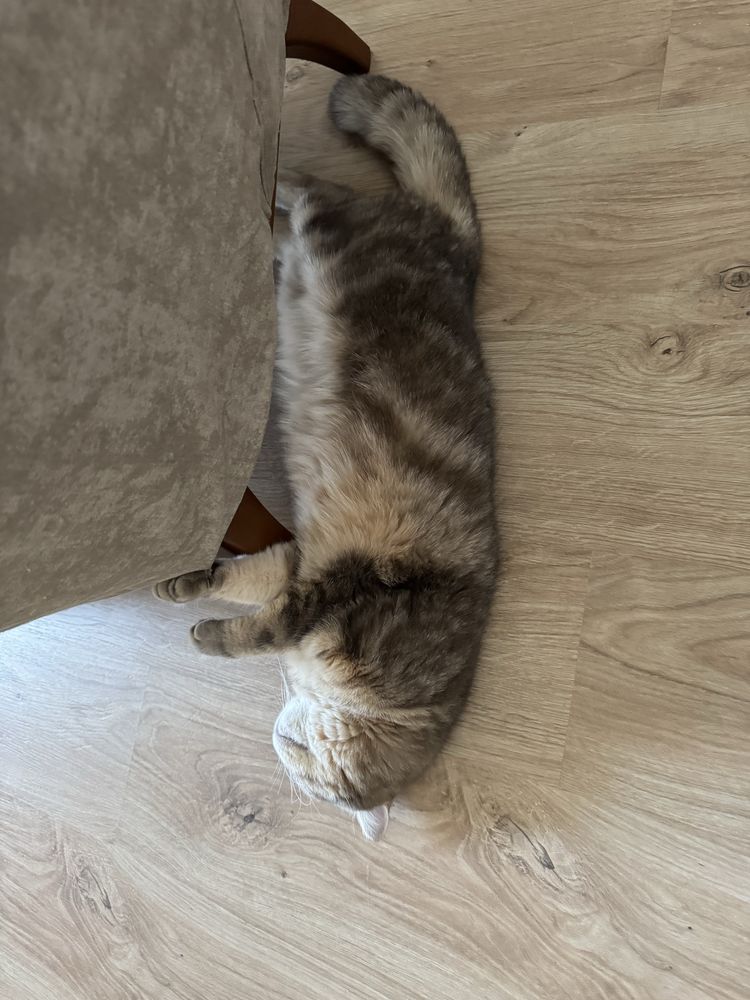 Скотиш страйт