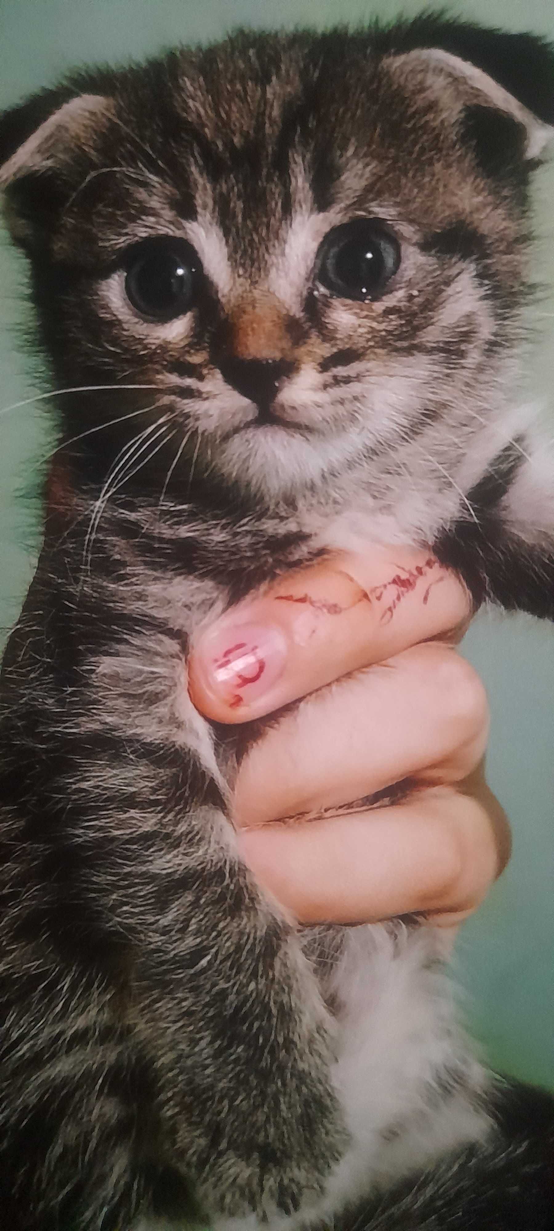 Продам  кошки 2 месяцев