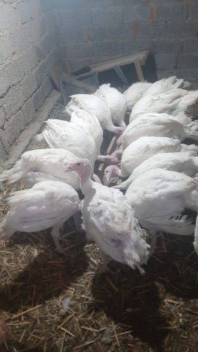 Индюк сатылады тез арада