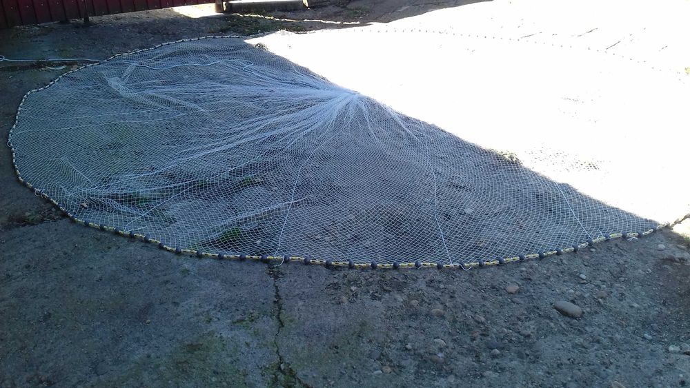 Prostovol cu ochiul mic