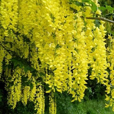 Salcam galben si salcam roz