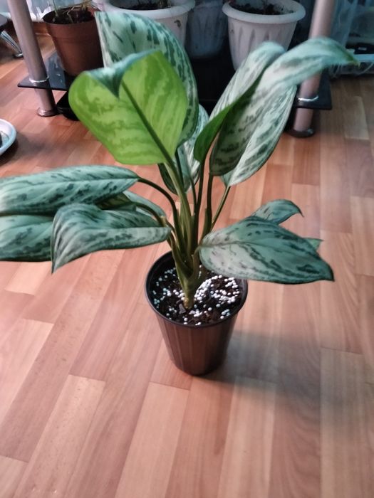 Комнатные растения