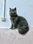 Motan British Shorthair cu Pedigree si drept de monta