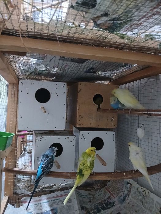 Babichkalar sotiladi soglom parasi 500 ming