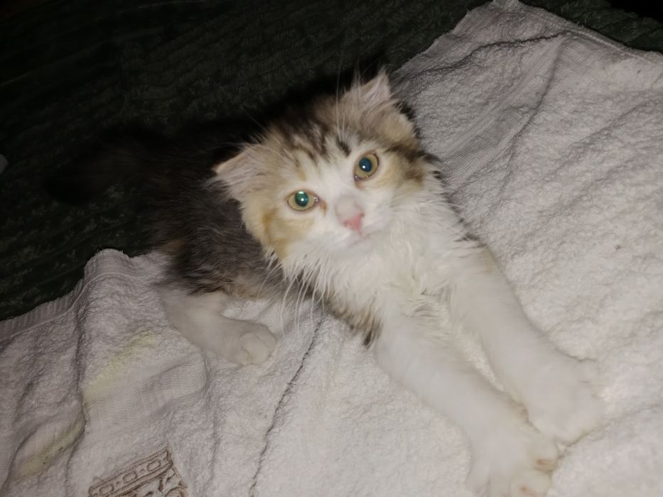 Красивые котята чистокровные шотландские