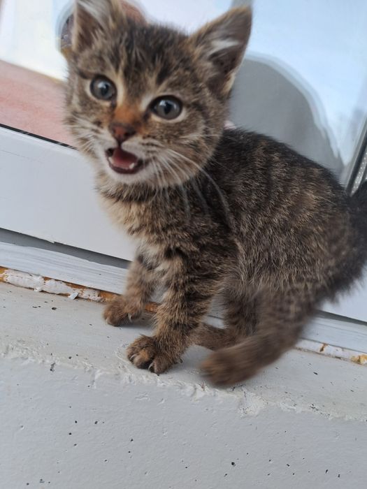 Отдам котенка (девочка) чистая. Бесплатно.