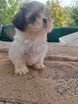 Pui shih tzu mini toy
