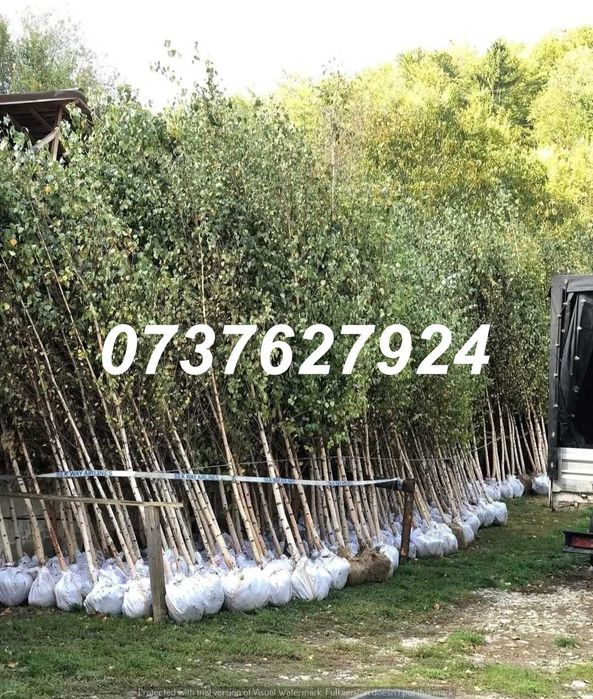 Arbori Ornamentali Mari (3-5m) | Tei, Platan | Poze/Video Live