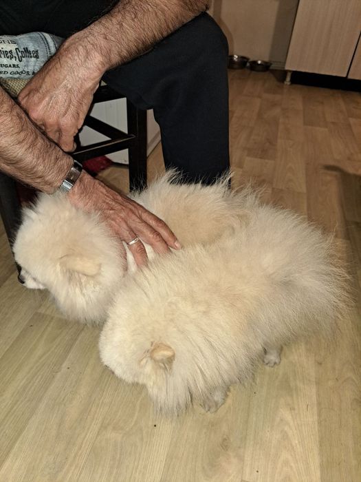 Померан мини шпиц