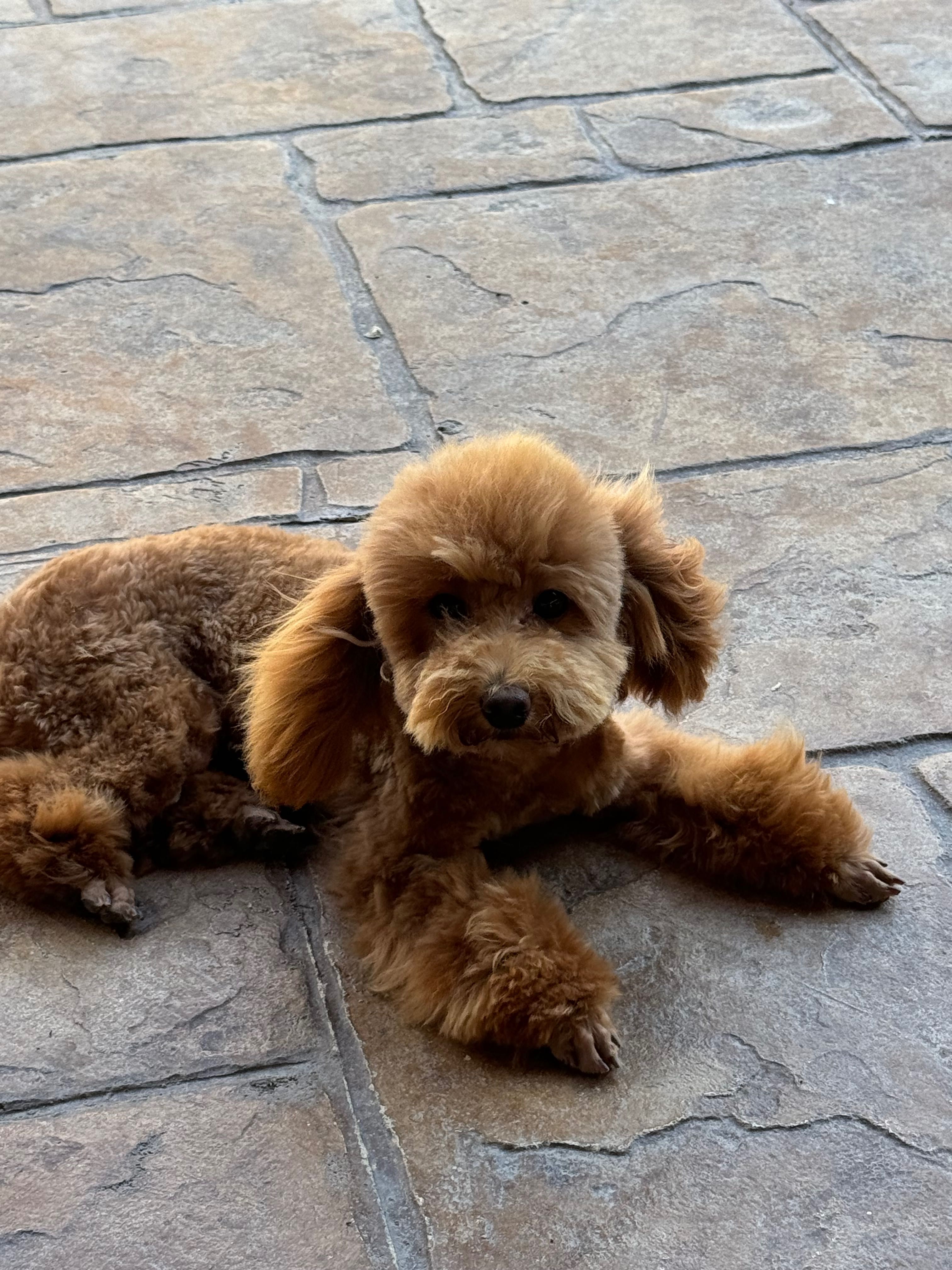 Пуделчета Той/ Toy Poodle