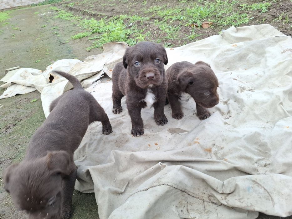 Малки Дратхарчета