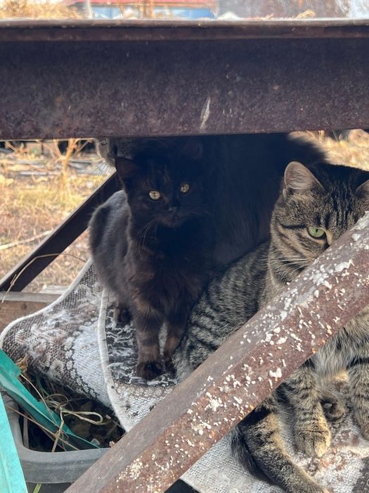 Отдам котят в хорошие руки