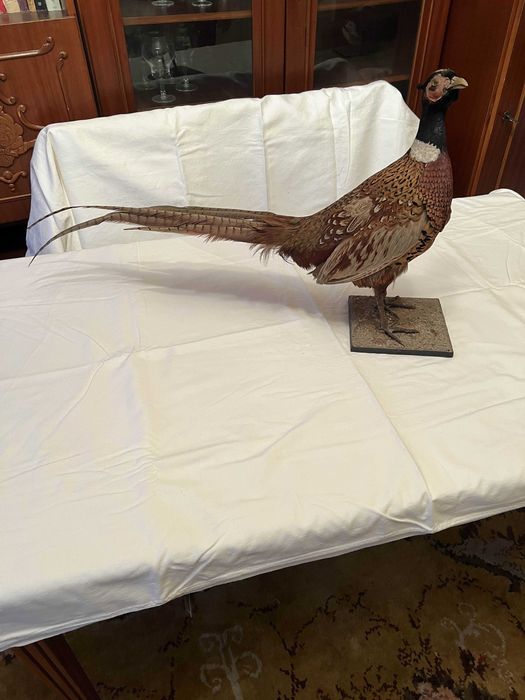 Fazan impaiat decorativ