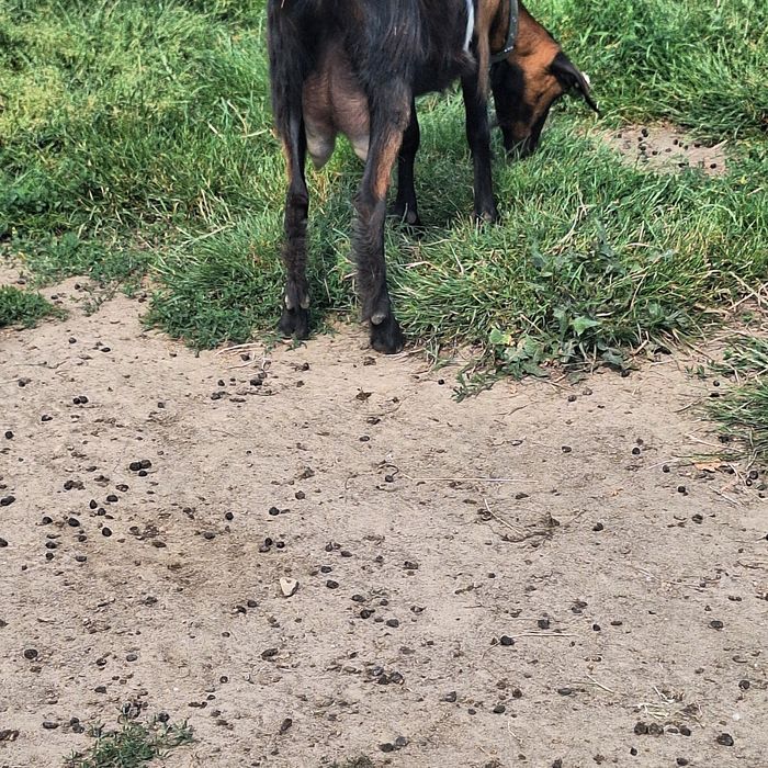 Vand 5 capre bune de lapte  detali la