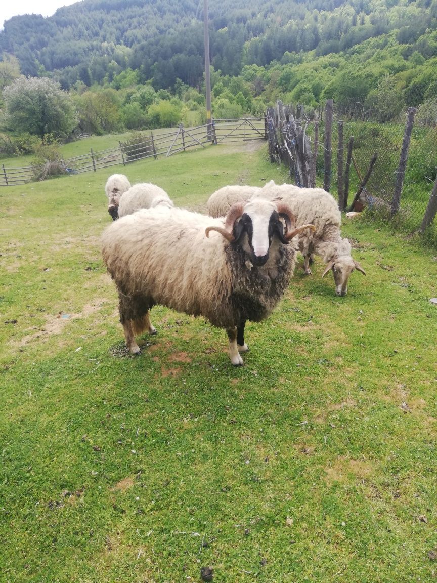 Продавам коч за булка, може и за дамъзлък. На една година и два месеца