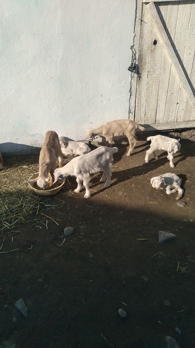 Еркек лактар сатылады