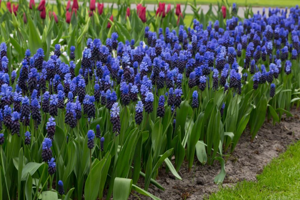 Мускари пролетни цветя