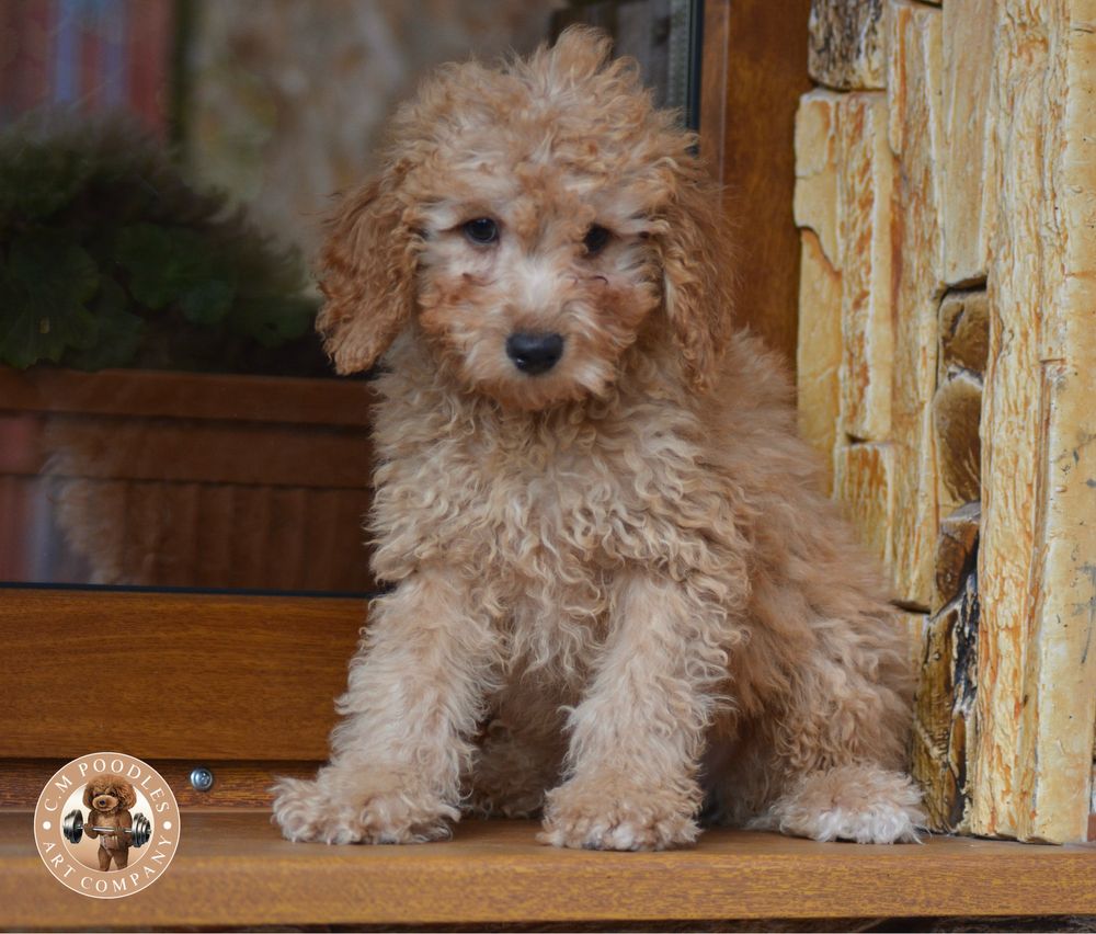 Poodle mini toy de vanzare