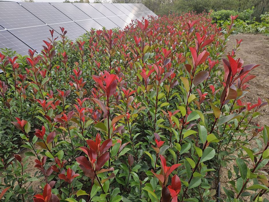 Photinia Carre Rouge gard viu