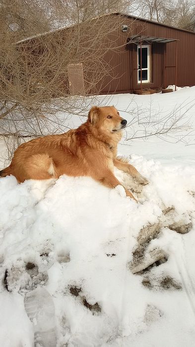Отдам собаку охранника, умная, социальная красивая,
