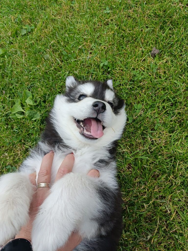 Cățel husky siberian