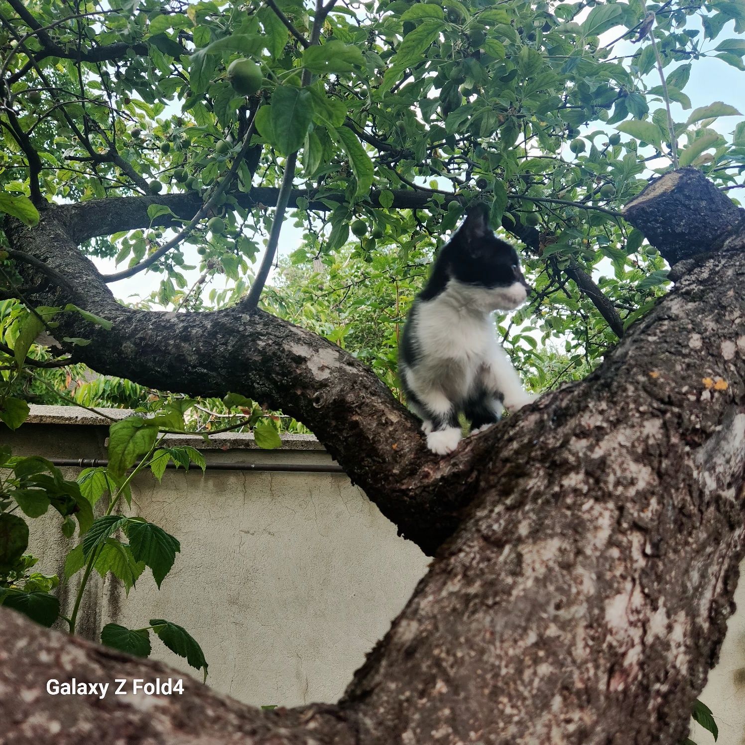 Подарявам сладки котенца