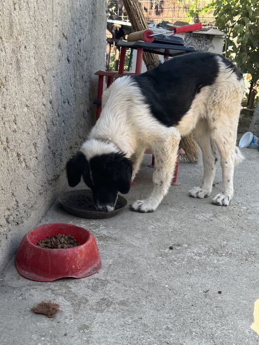 Femela Ciobanesc de Bucovina