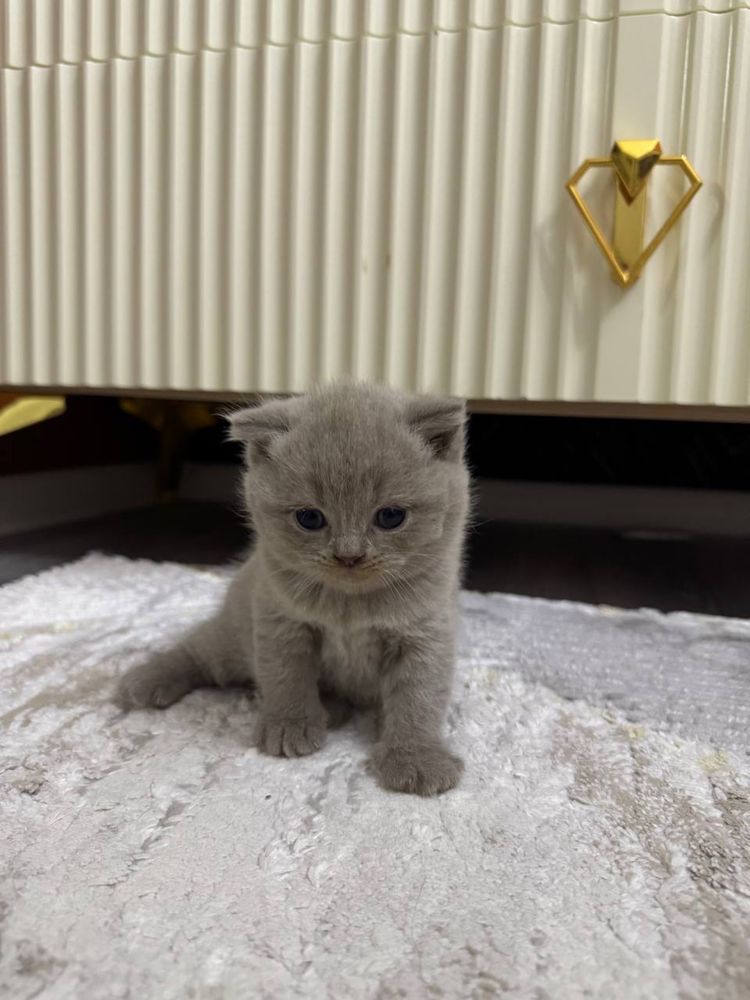 Скоттиш фолд котята