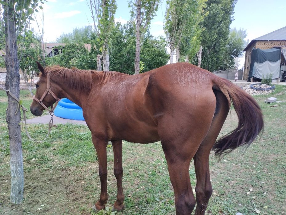 750мын тенге саудасы бар