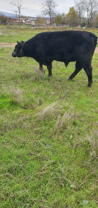 Абърдийн   ангус