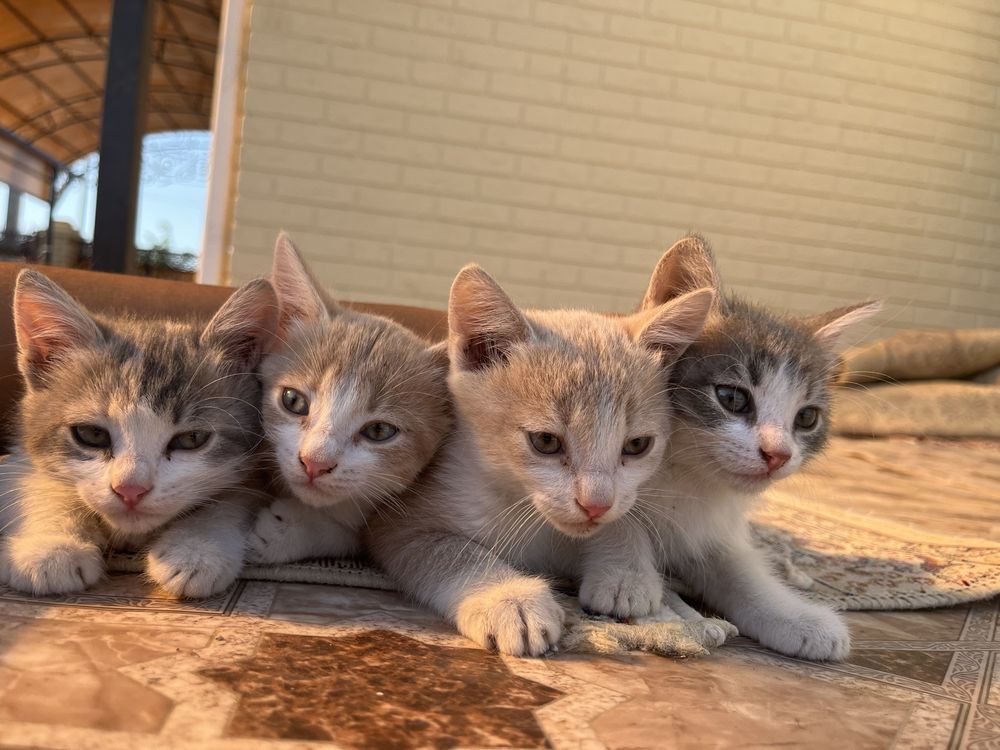 Котята в добрые руки