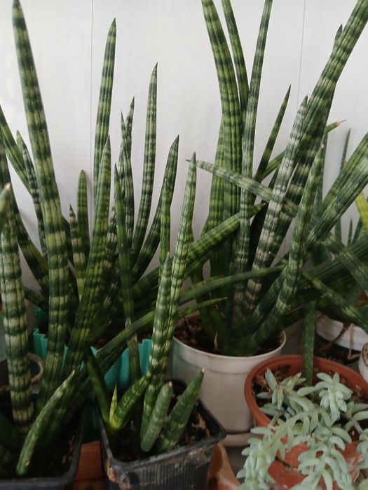 Продам сансевьерия  цилиндрическая