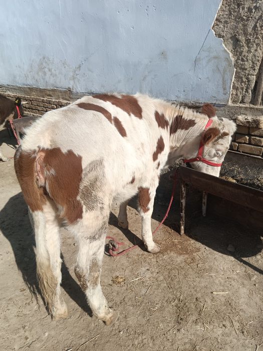 Smental Australia ginojin sotiladi 1 oylik bugoz