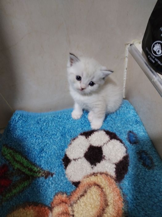 Шиншиллы и белоснежные голубоглазые.