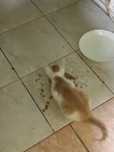 Donez pui de pisica jucaus(2 luni )oras bistrita str lacramioarelor 2b