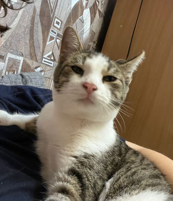 Отдам в дар котенка