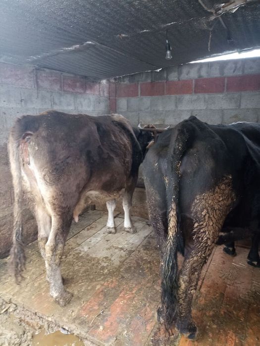 Продается очень спокойная дойная корова.. Стельная