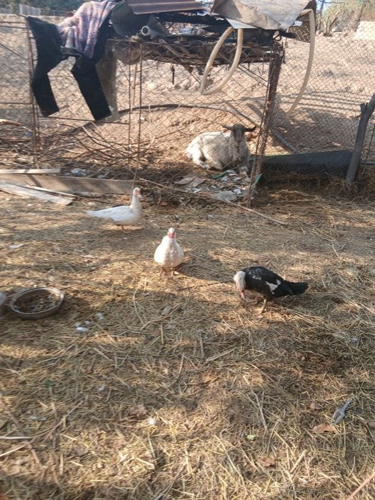 Продаётся индаутка и утка