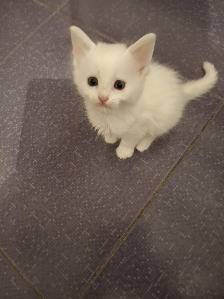 Donez pisici de o lună