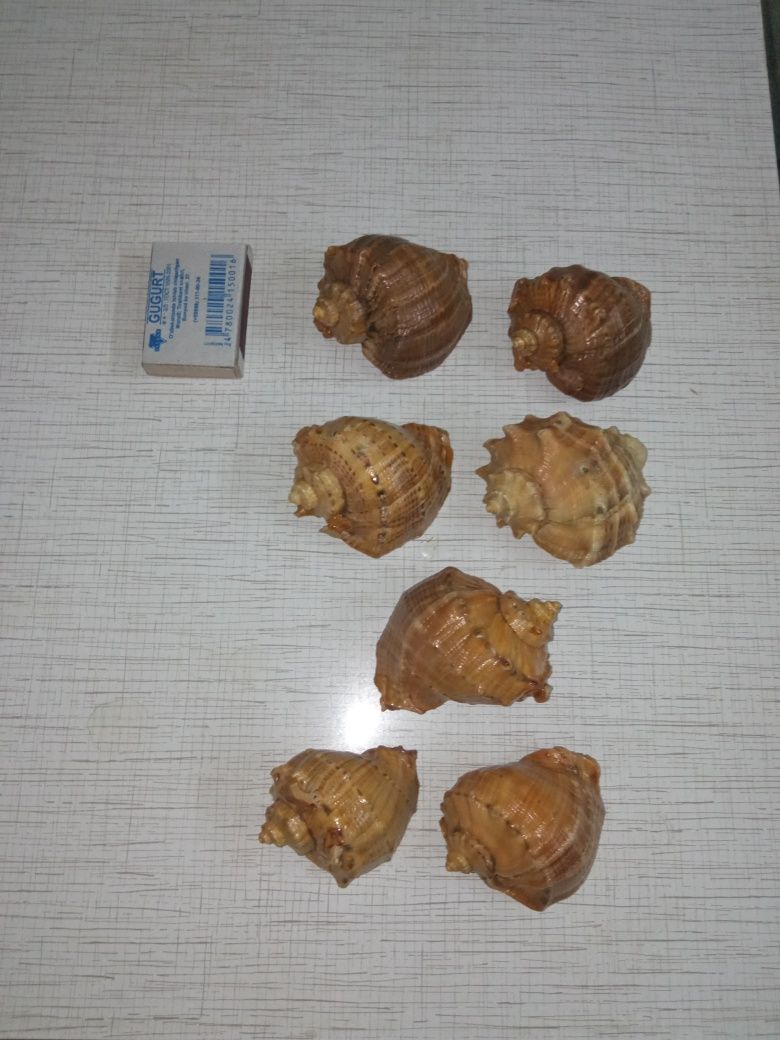Ракушки для дизайна, для аквариума