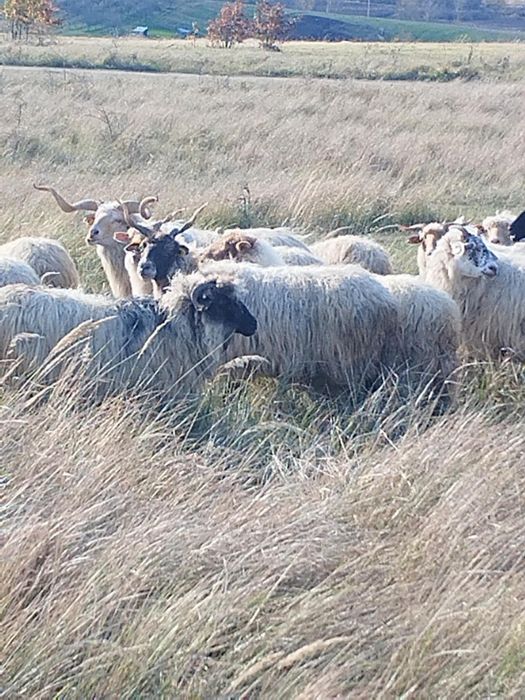 Vand 140 de oi Ratka majoritatea, și metis