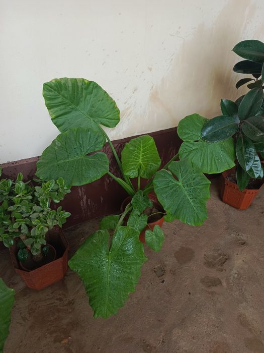 Комнатные  растения