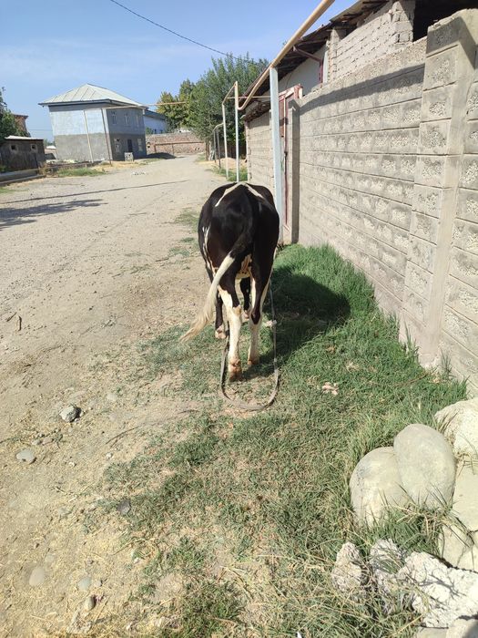 Qoramol yoshiga yetgan