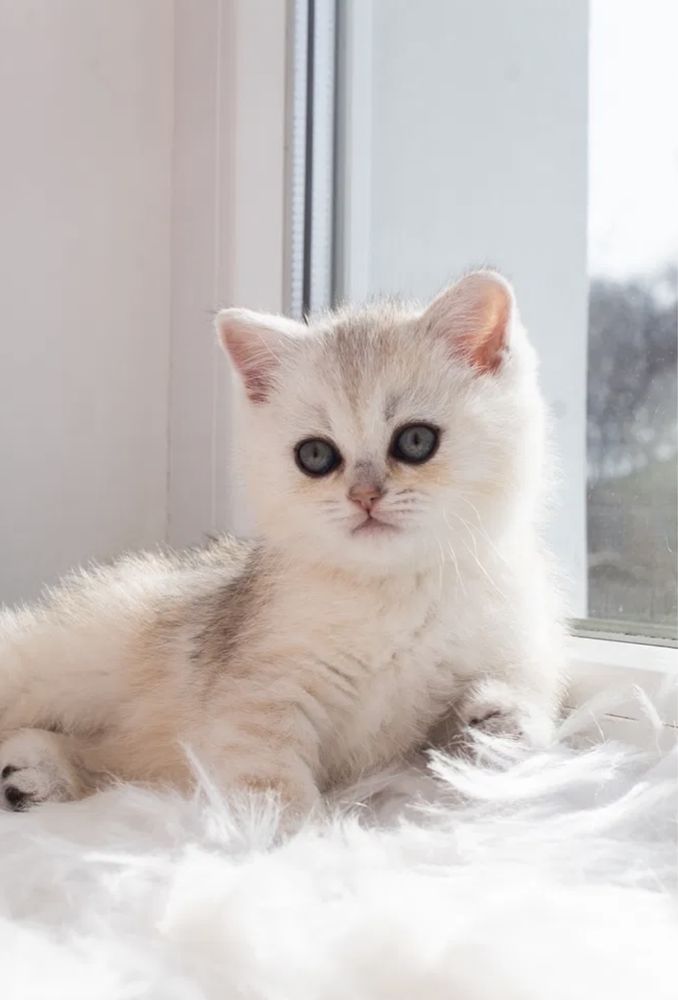 Британские котята серебристая шиншилла