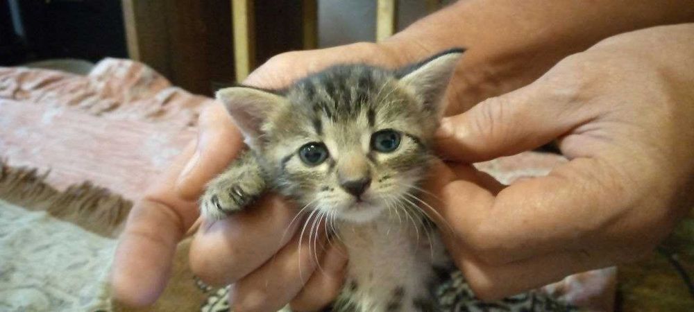 Котята в добрые и заботливые руки