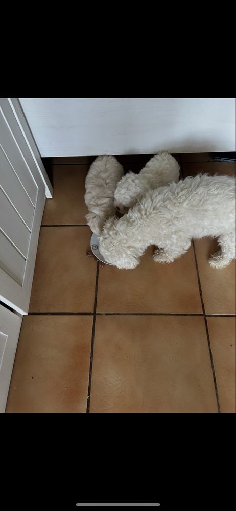 Bichon maltez mini mascul